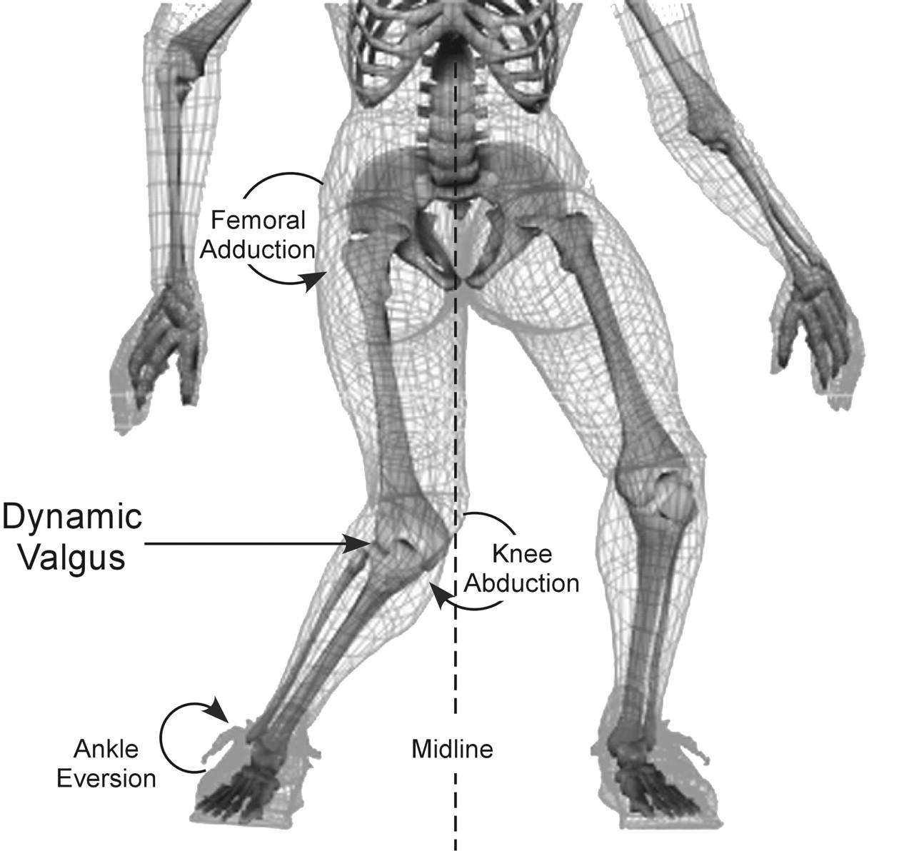 ACL biomech